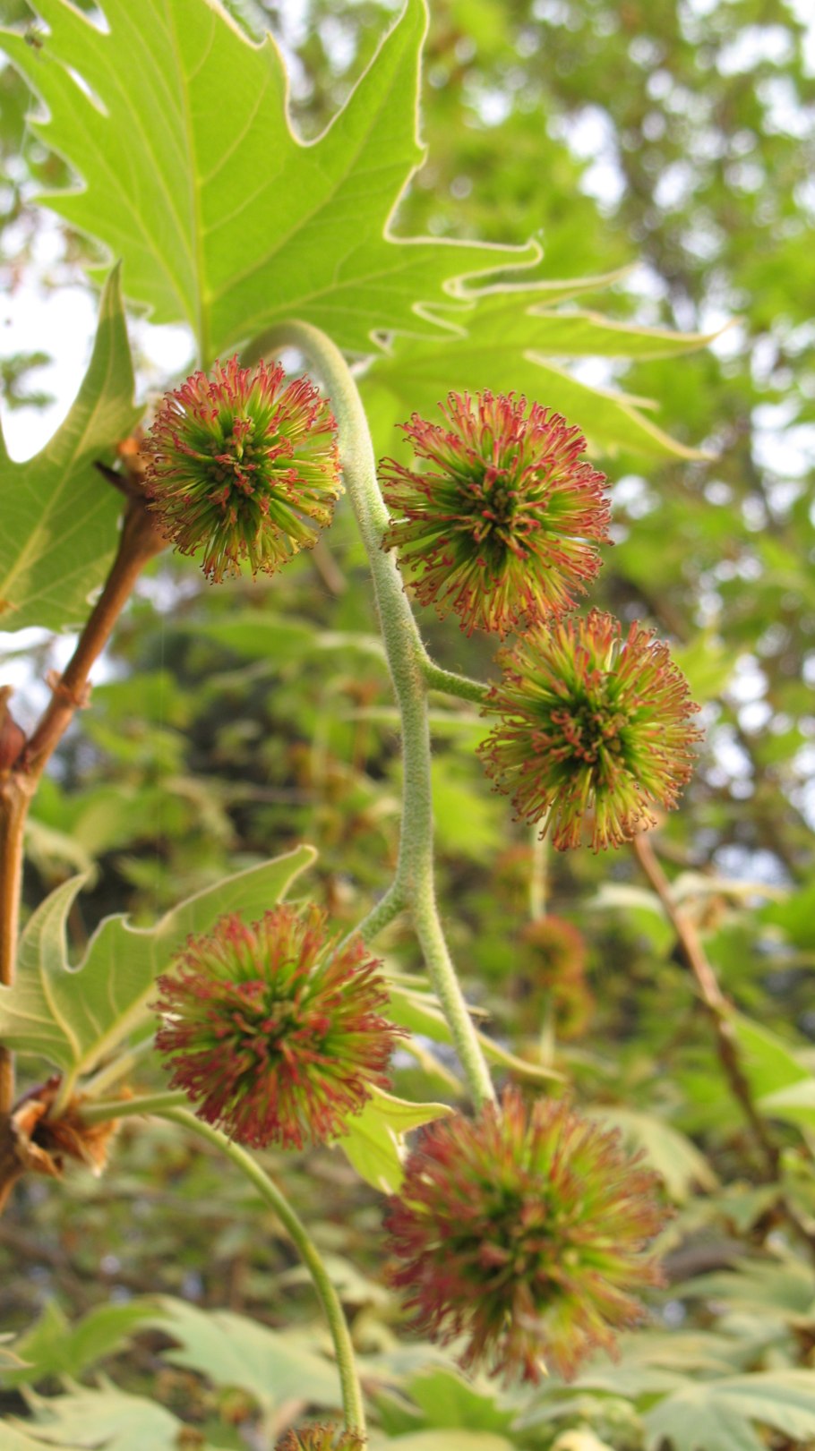 Цветущие деревья в Болгарии
