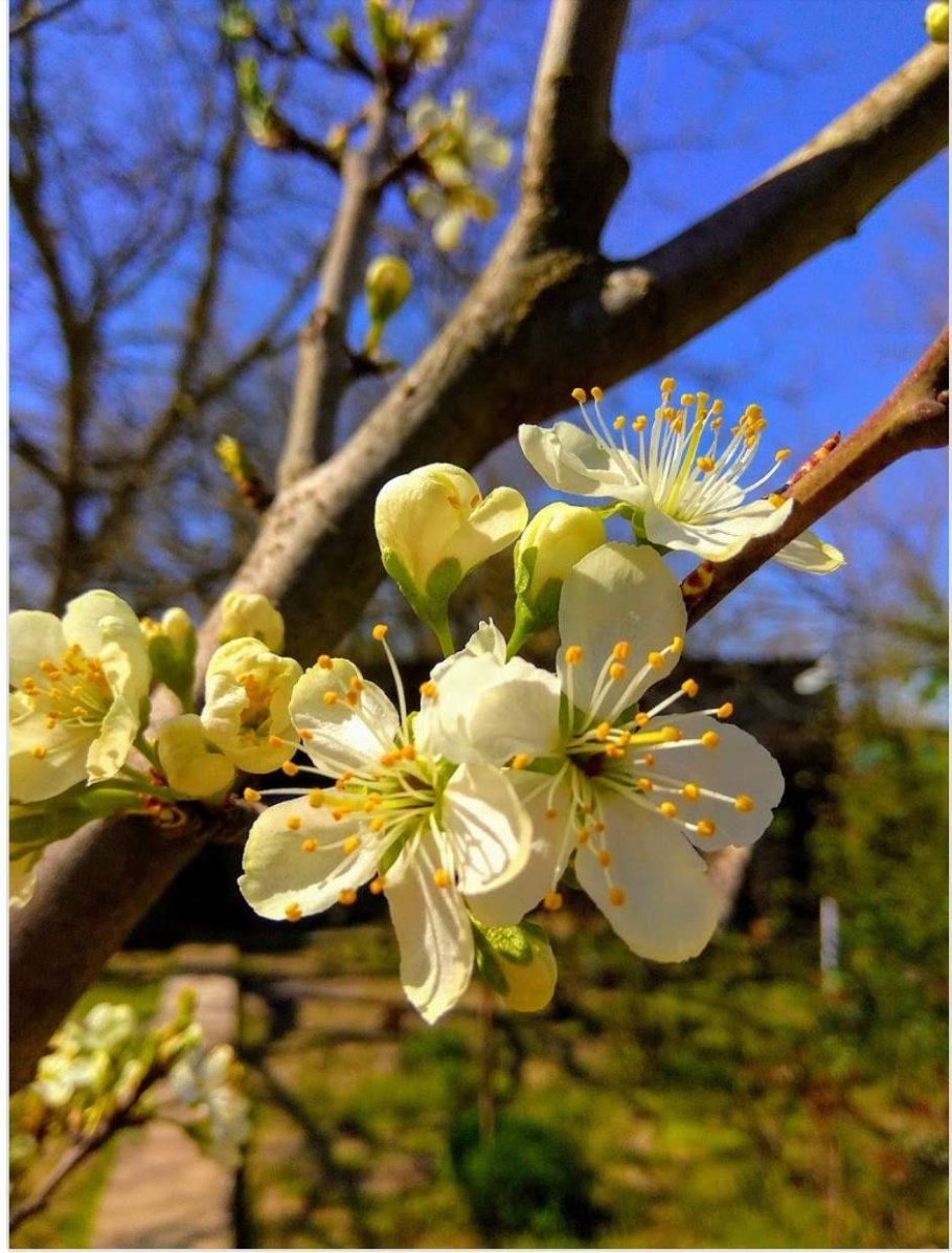 Калифорнийский Платан