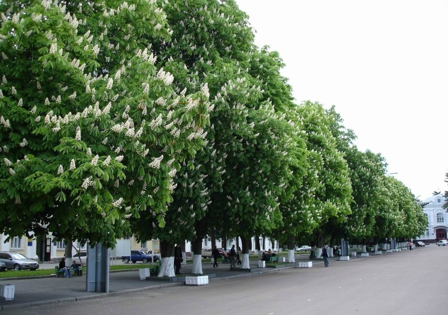 Platanus orientalis дерево