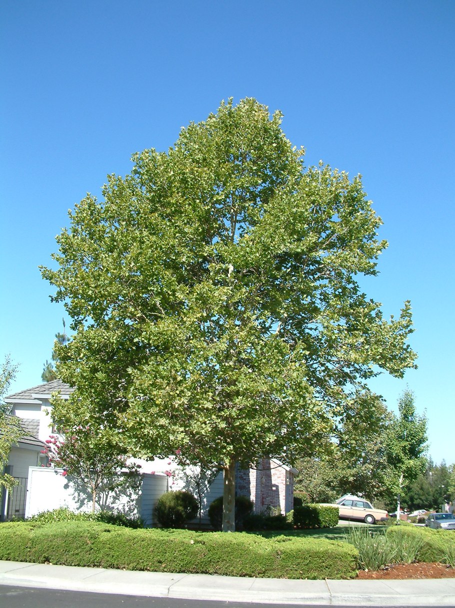 Платан Пелион