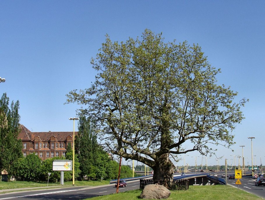 Платан дерево в Лос Анджелес