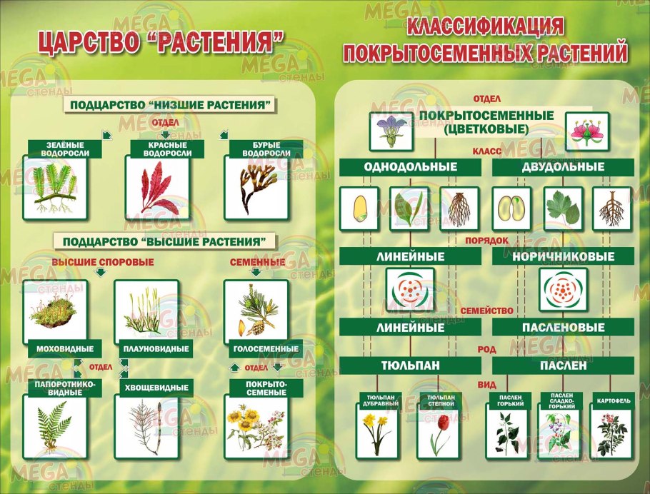 Царство растений 5 класс биология таблица