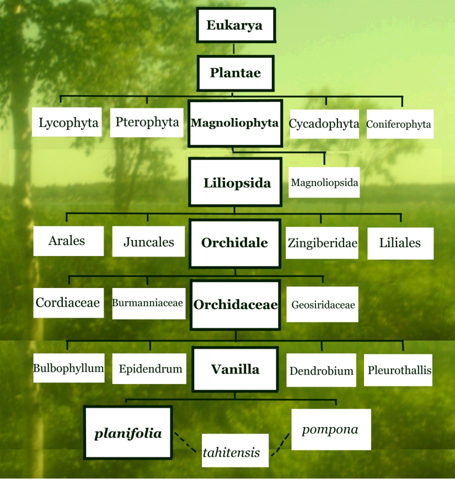 Царство растения Подцарство высшие растения