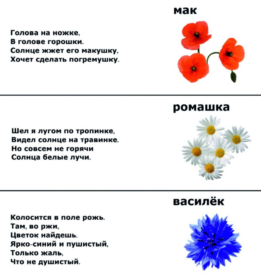 Загадки о цветах