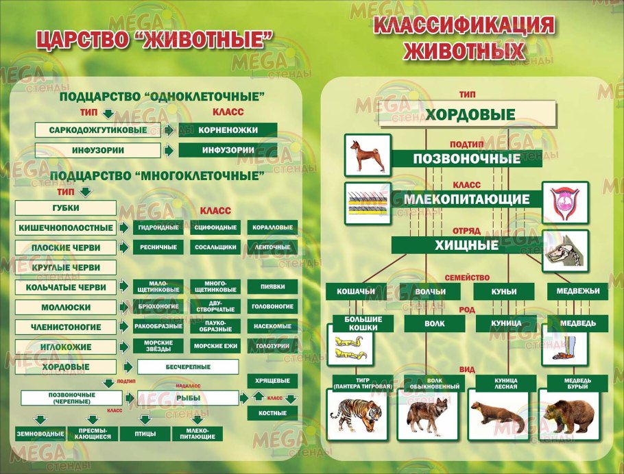Систематика голосеменных растений