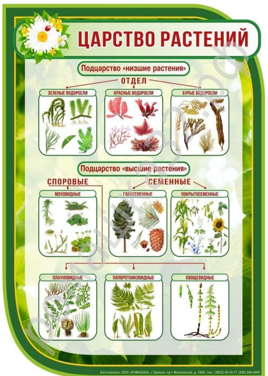 Развивающее лото Азбука растений