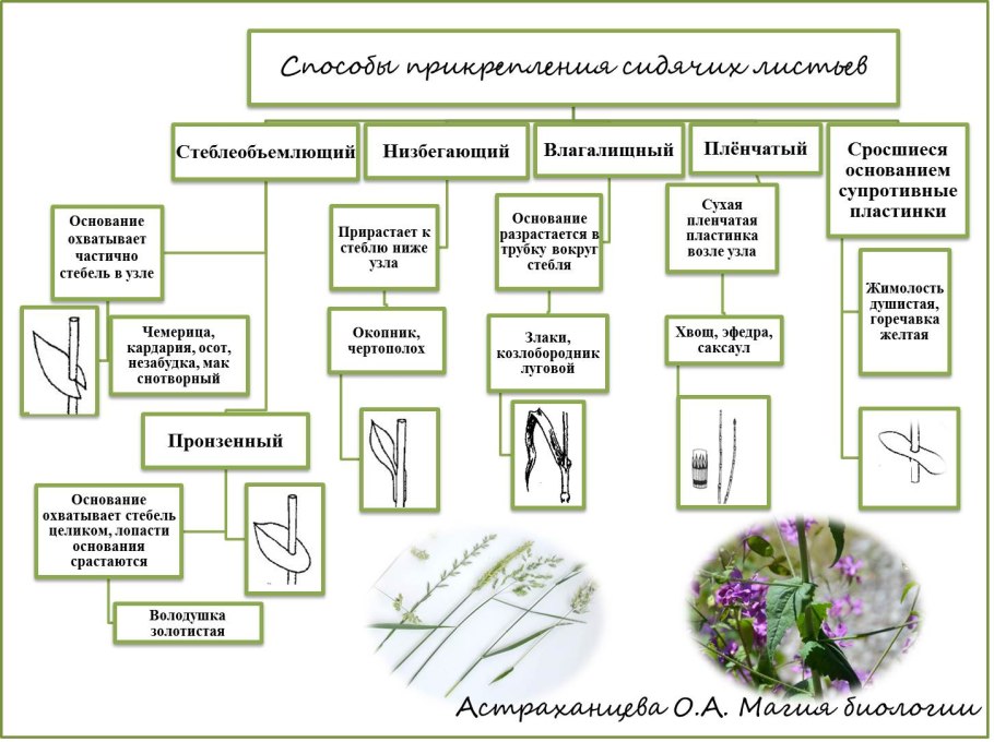 Сабвуфер FBT LS 61a