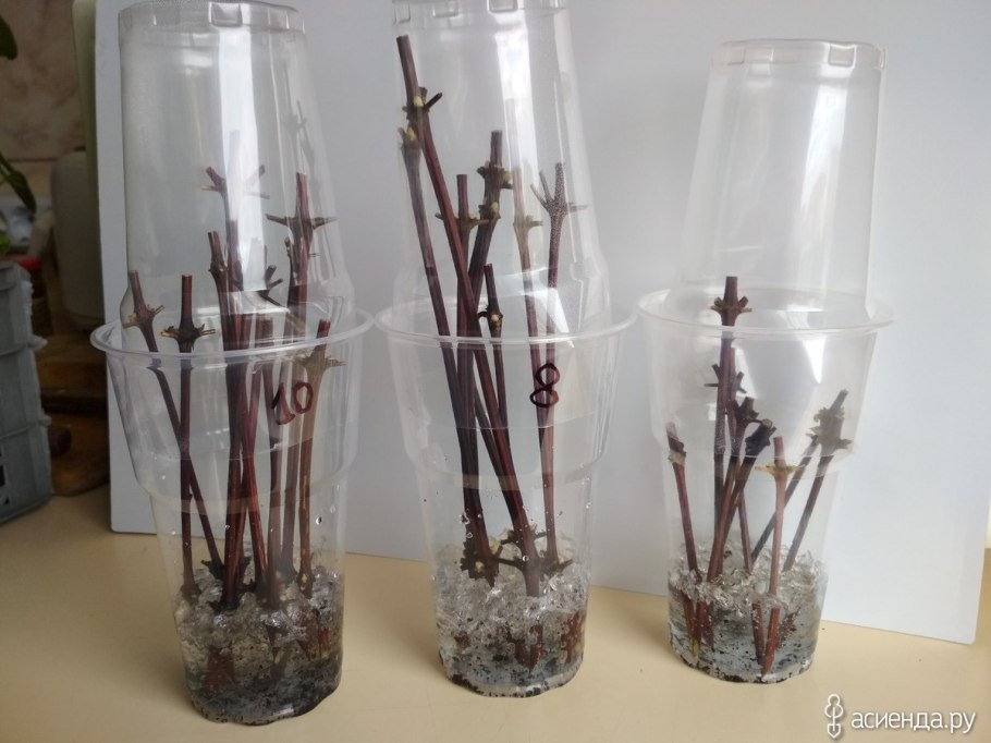 Размножение клематисов одревесневшими черенками