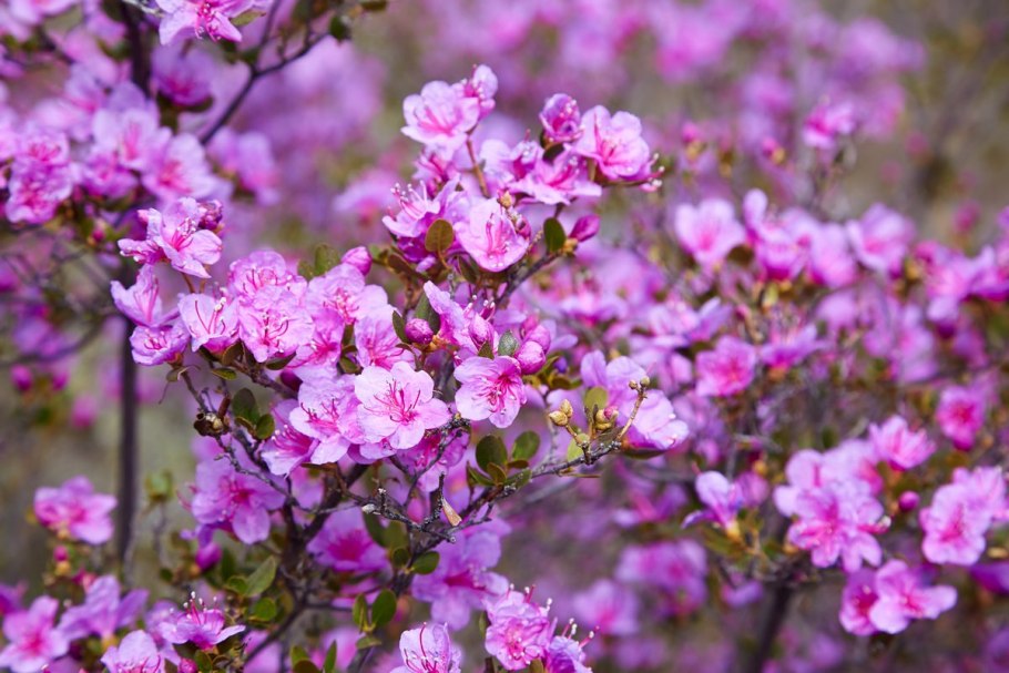 Багульник Гренландский compactum