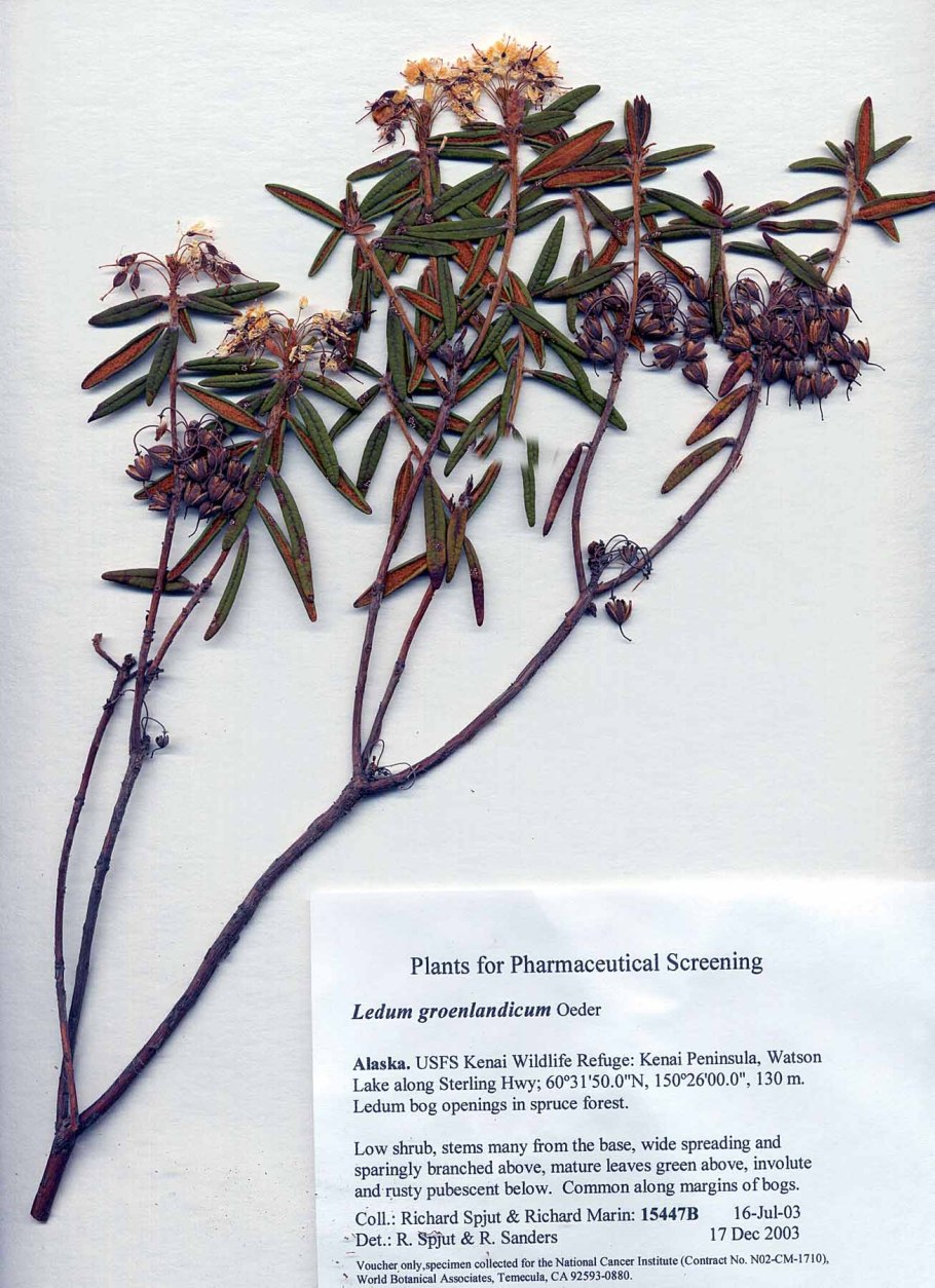 Рододендрон Даурский листья