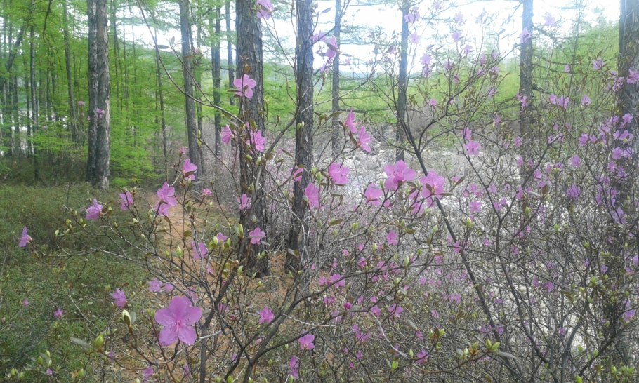 Цветущий багульник