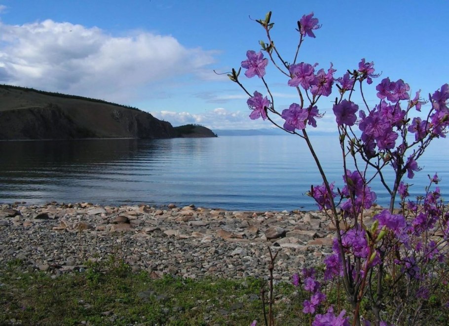 Рододендрон Камчатский