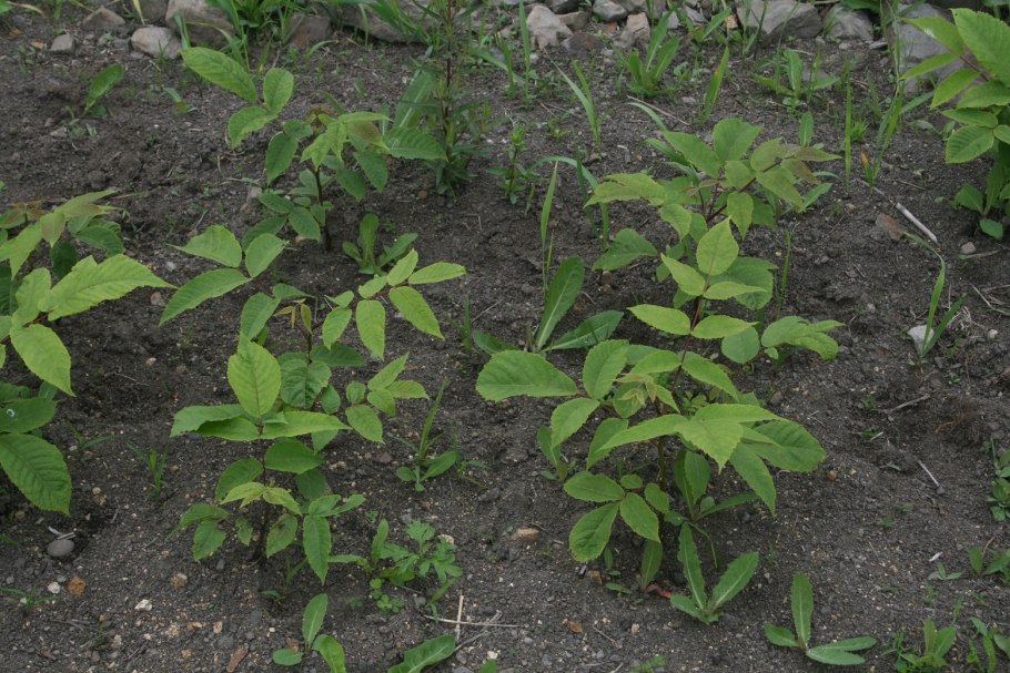 Калина Саржента (Viburnum sargentii)