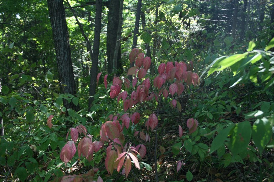 Symplocarpus renifolius