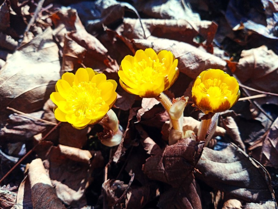 Саксифрага пунктата