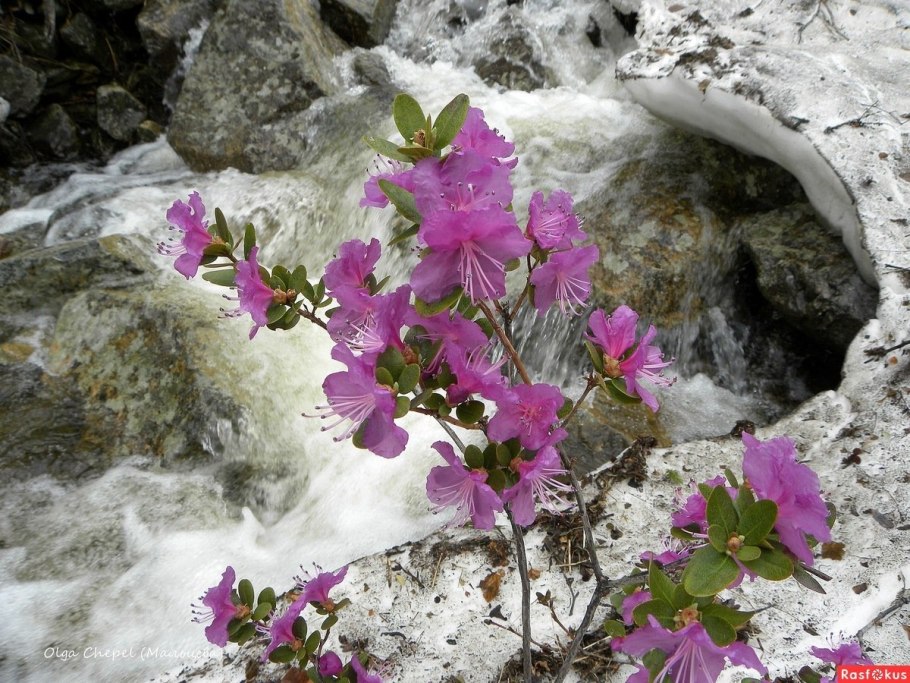 Бересклет малоцветковый