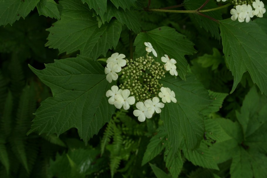 Женьшень Дальневосточный