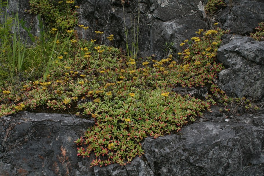 Маньчжурский орех Росток