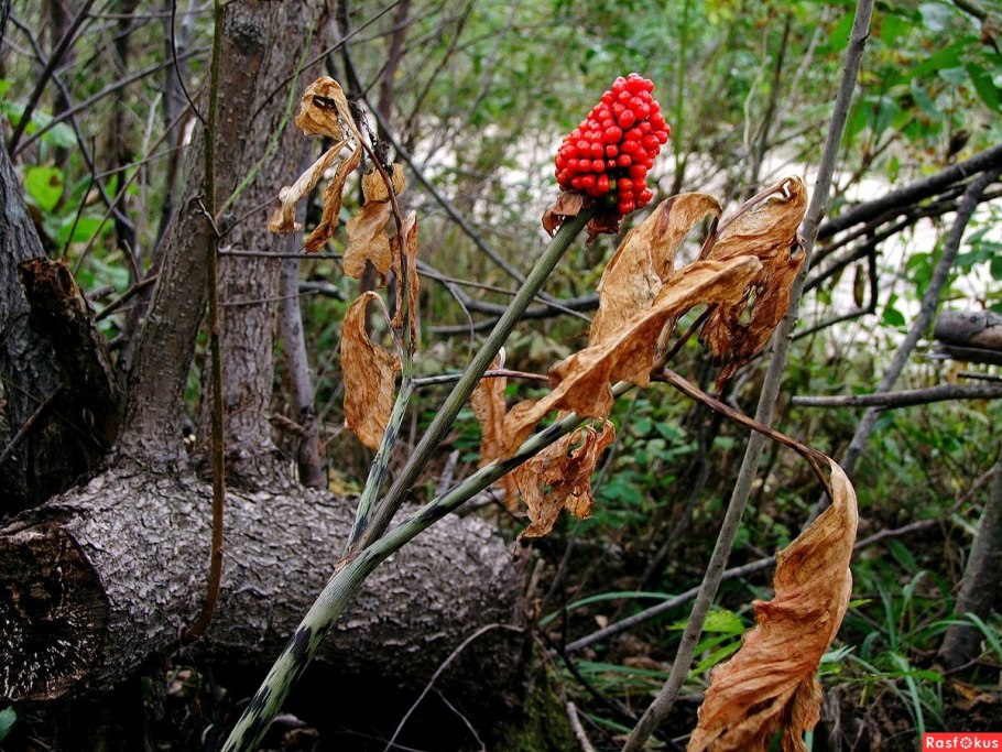 Багульник на Байкале