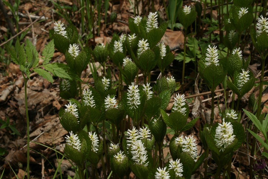 Печеночница листья
