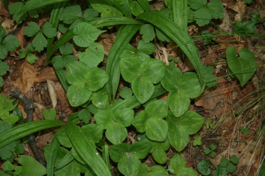 Курильский чай (лапчатка)