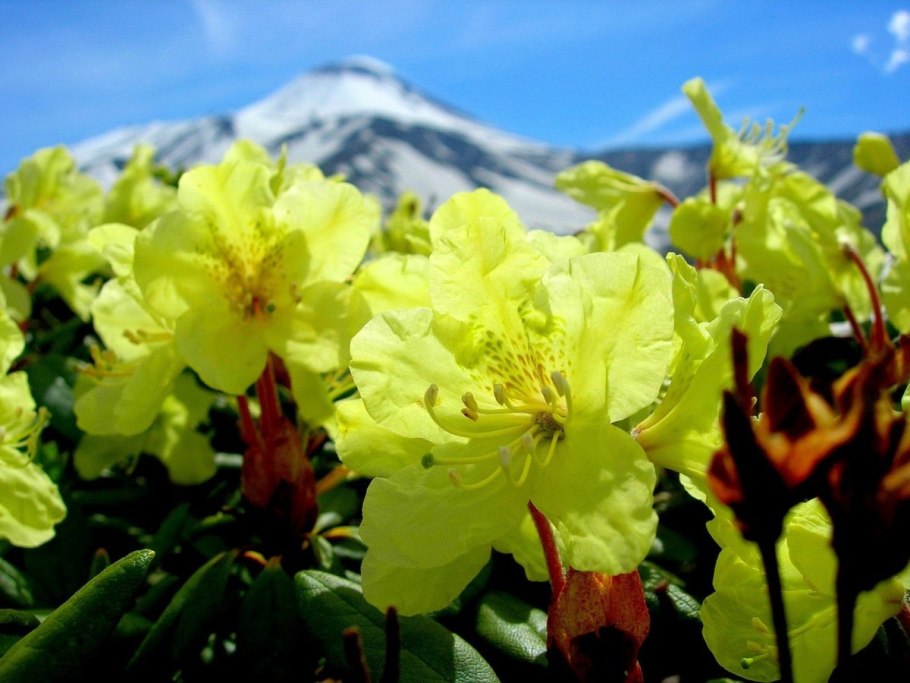 Растения дальнего Востока