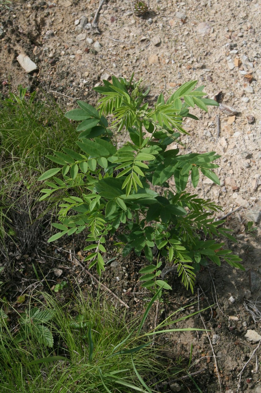 Хлорант японский