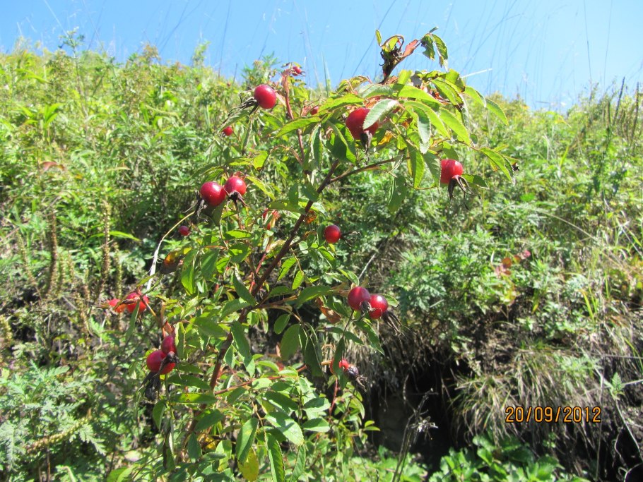 Подлесник красноцветковый (Sanicula rubriflora)