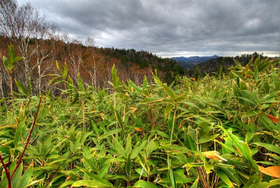 Рододендрон Камчатский
