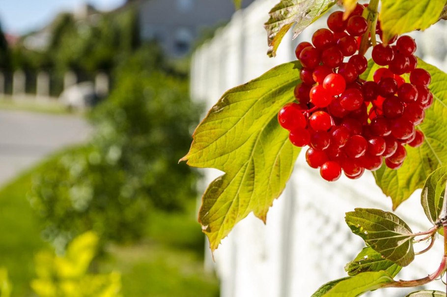 Калина Розеум ягоды