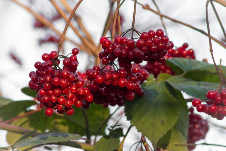 Калина обыкновенная Шукшинская