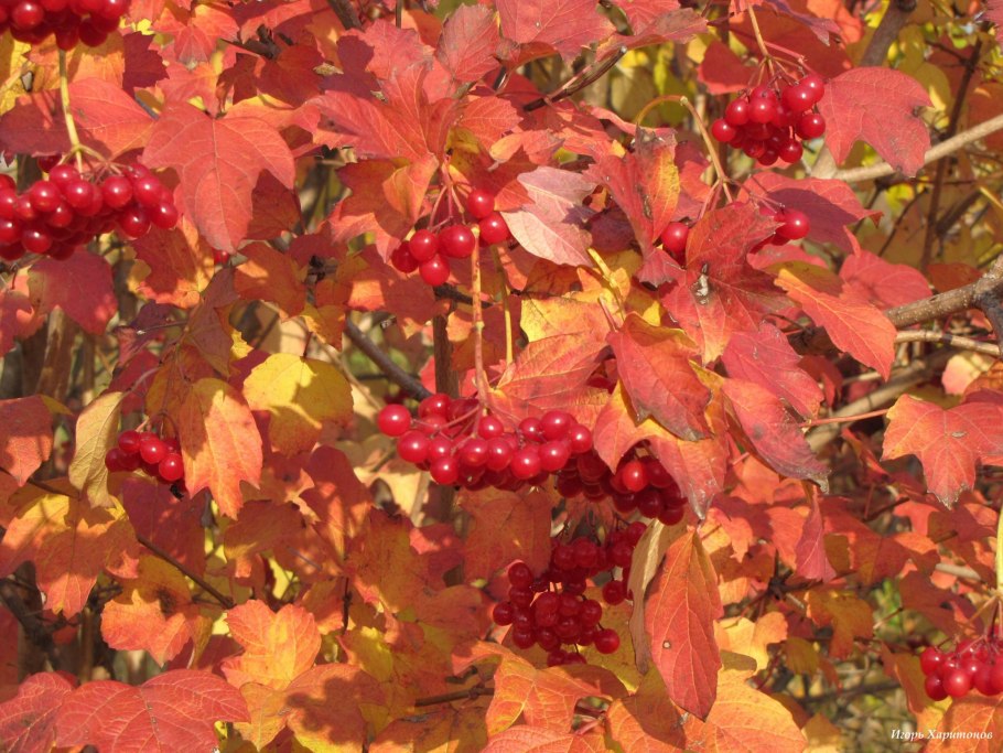 Калина обыкновенная Таежные рубины саженец