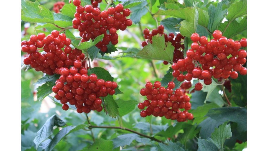 Калина обыкновенная Viburnum opulus
