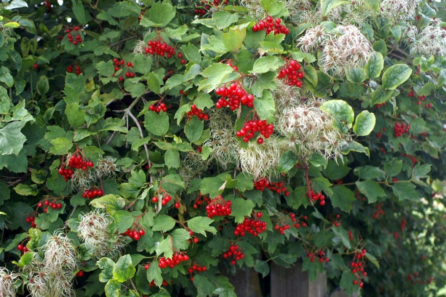Калина (viburnum)