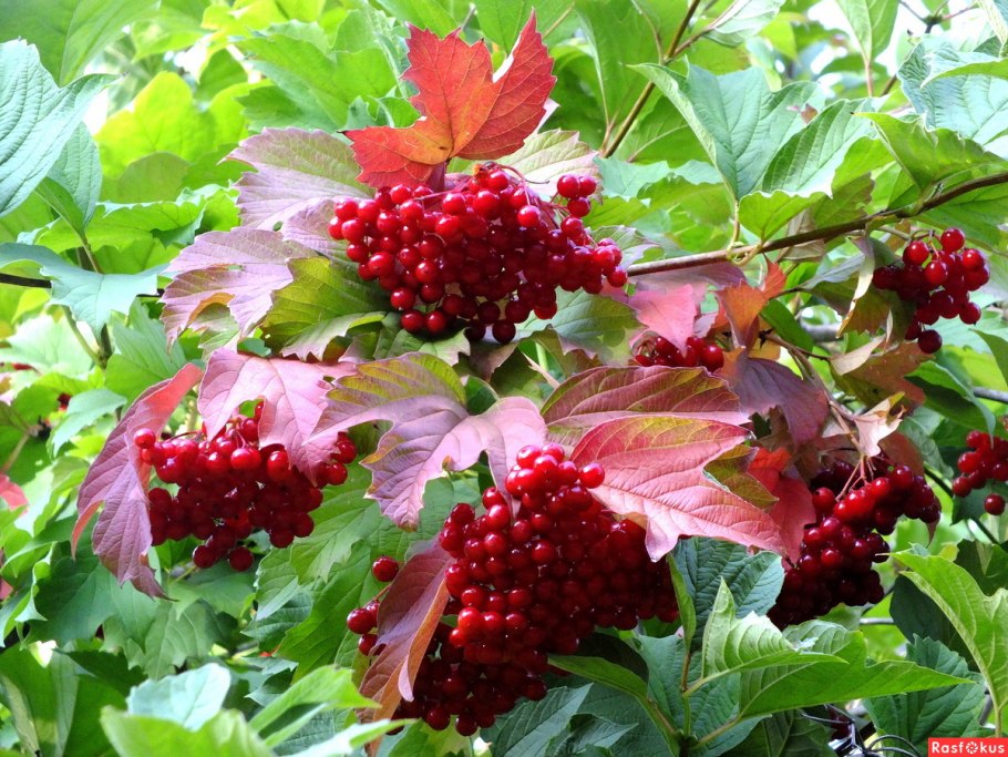 Калина Таежный Рубин