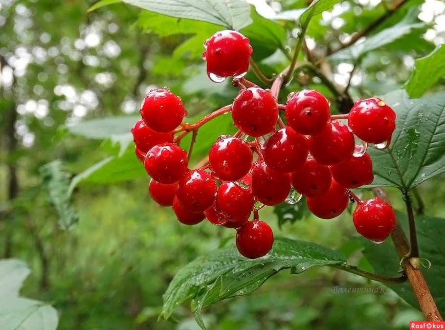 Калина Райта