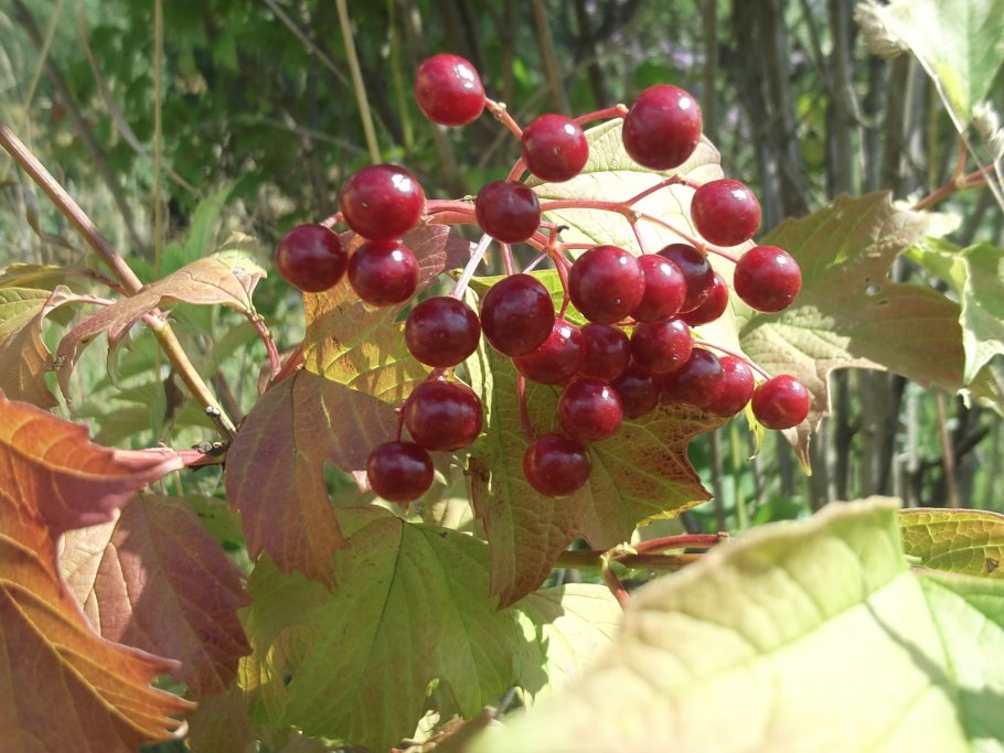 Калина обыкновенная Шукшинская