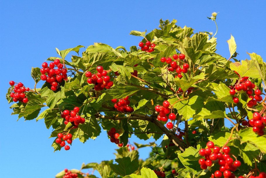 Калина красная ягода полезные