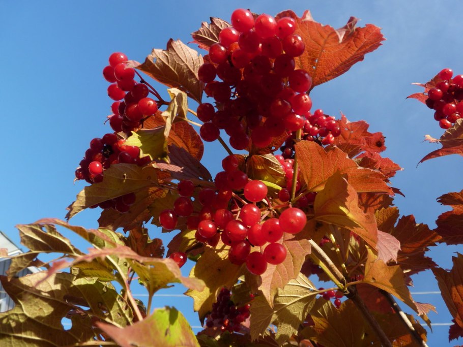 Калина обыкновенная красный коралл