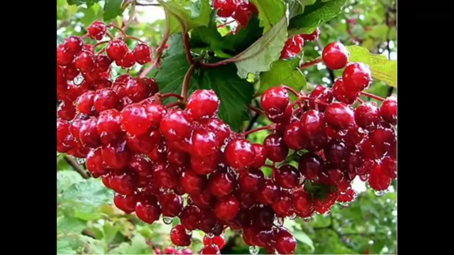 Калина обыкновенная Viburnum opulus