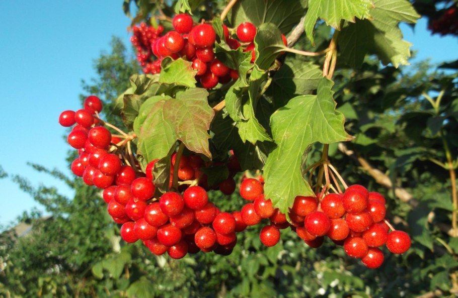 Калина обыкновенная Жолобовская