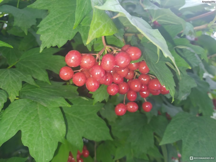Калина обыкновенная Вигоровская
