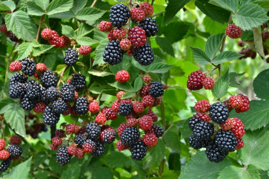 Боярышник Даурский