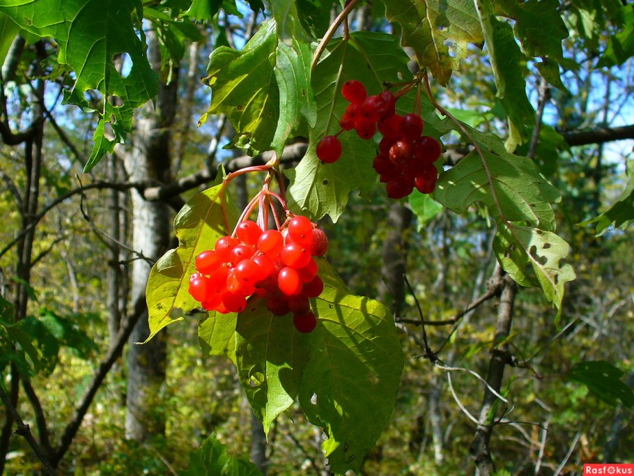 Шиповник Лесной