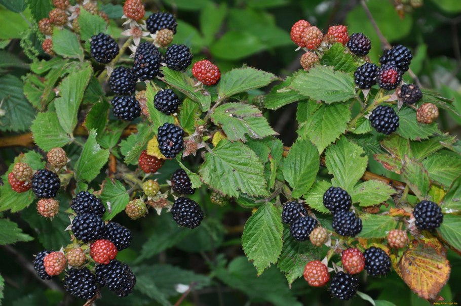 Боярышник перистонадрезанный