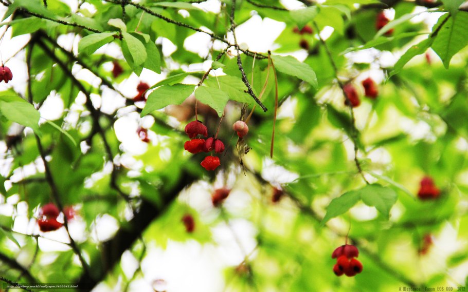 Малина Лесная кустарник