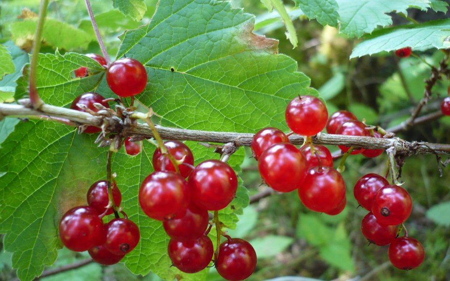 Смородина Уссурийская