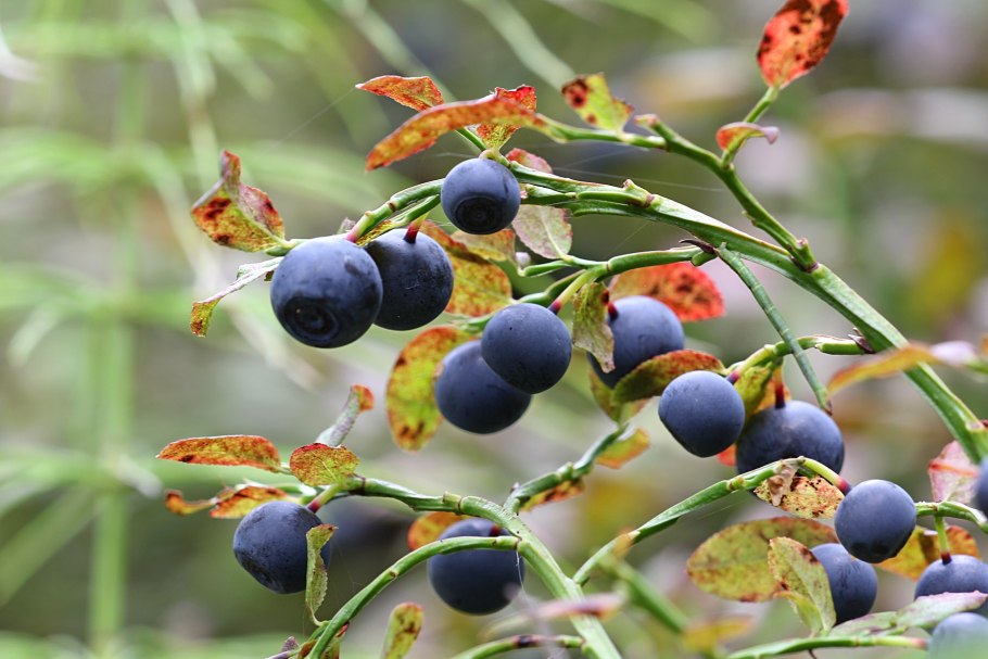Брусника Лесная куст