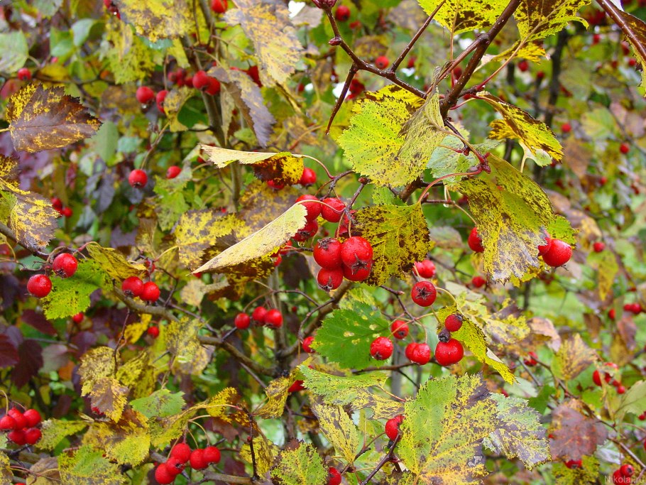 Осенние ягодные кустарники