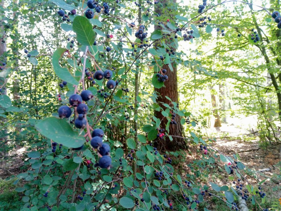 Дикоросы Приморья